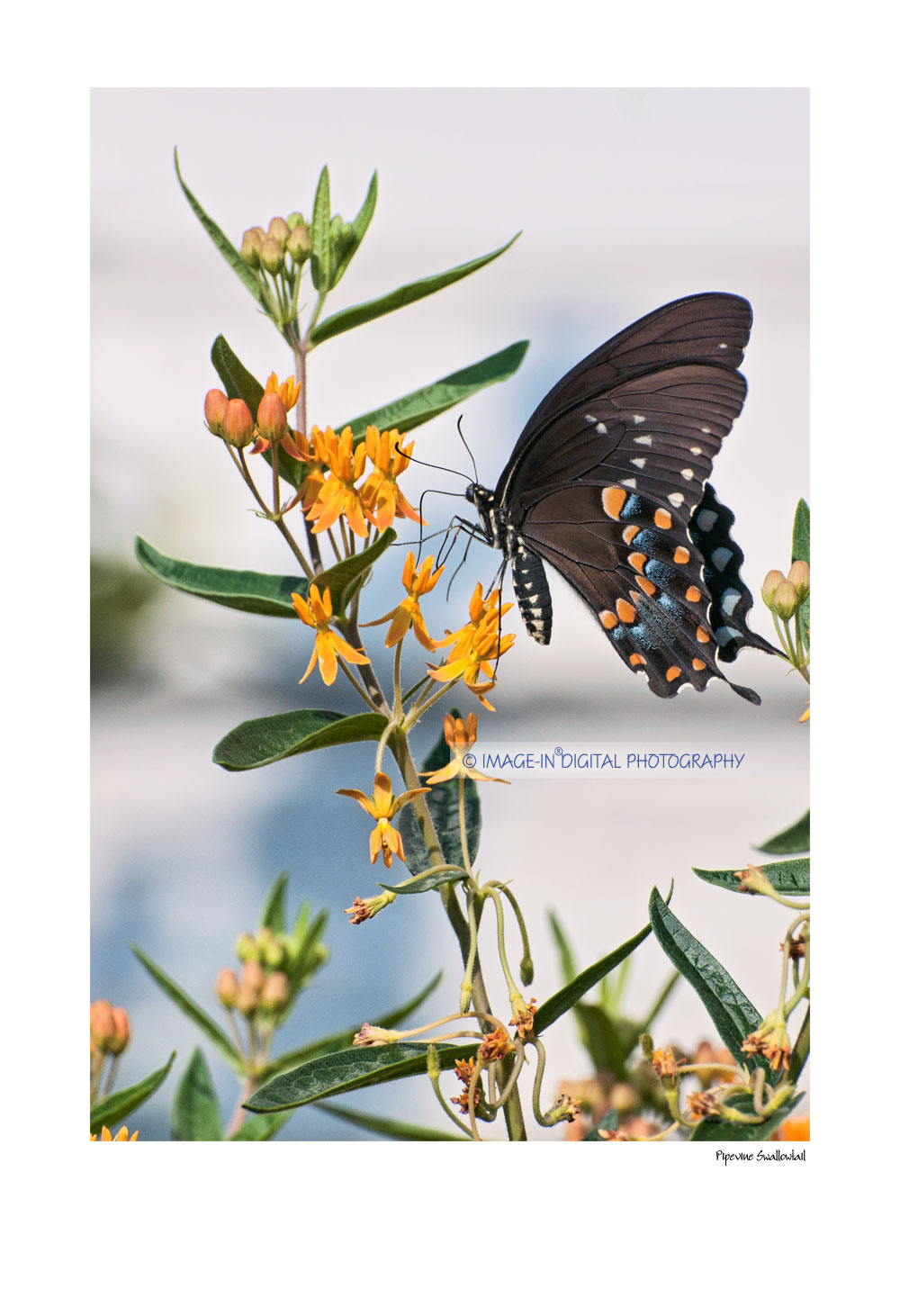 Pipevine Swallowtail